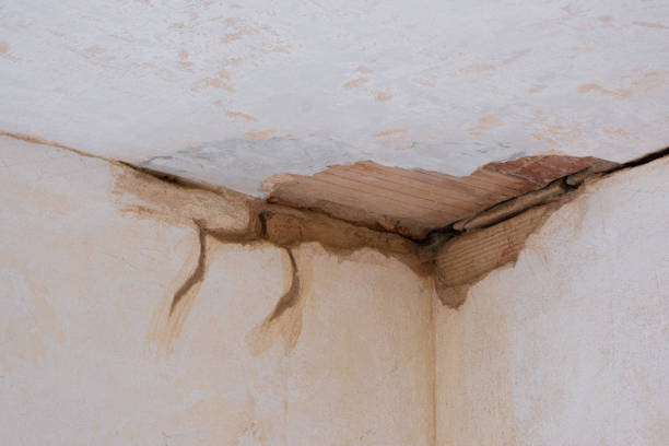 Best Water damage restoration mold remediation  in Whiteland, IN